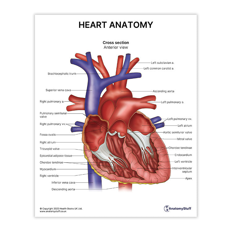 Heart Anatomy Print (Small 20 x 25 cm)