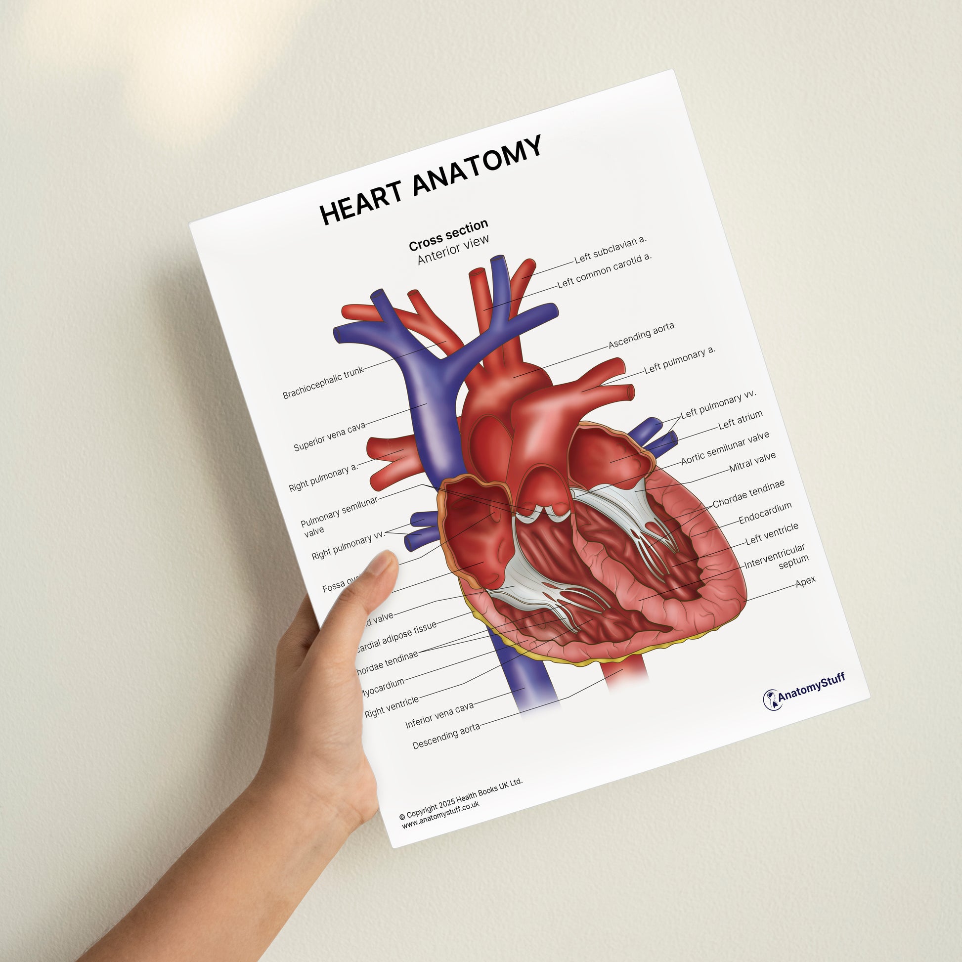 Heart Anatomy Print (Small 20 x 25 cm)