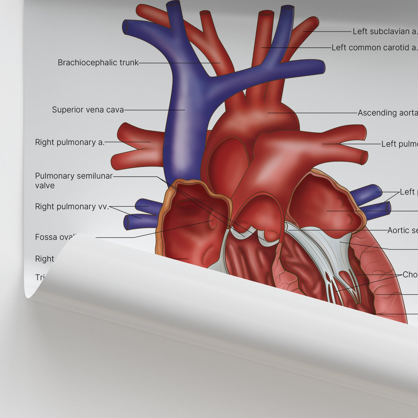 Heart Anatomy Print (Small 20 x 25 cm)
