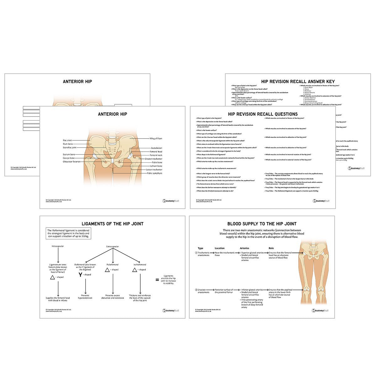 Hip Anatomy Revision Worksheets (Interactive & Printable PDFs)