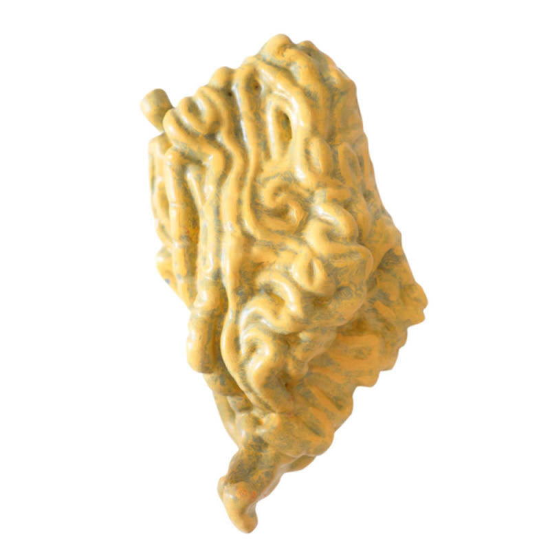 Small Horse Intestine Model Insert