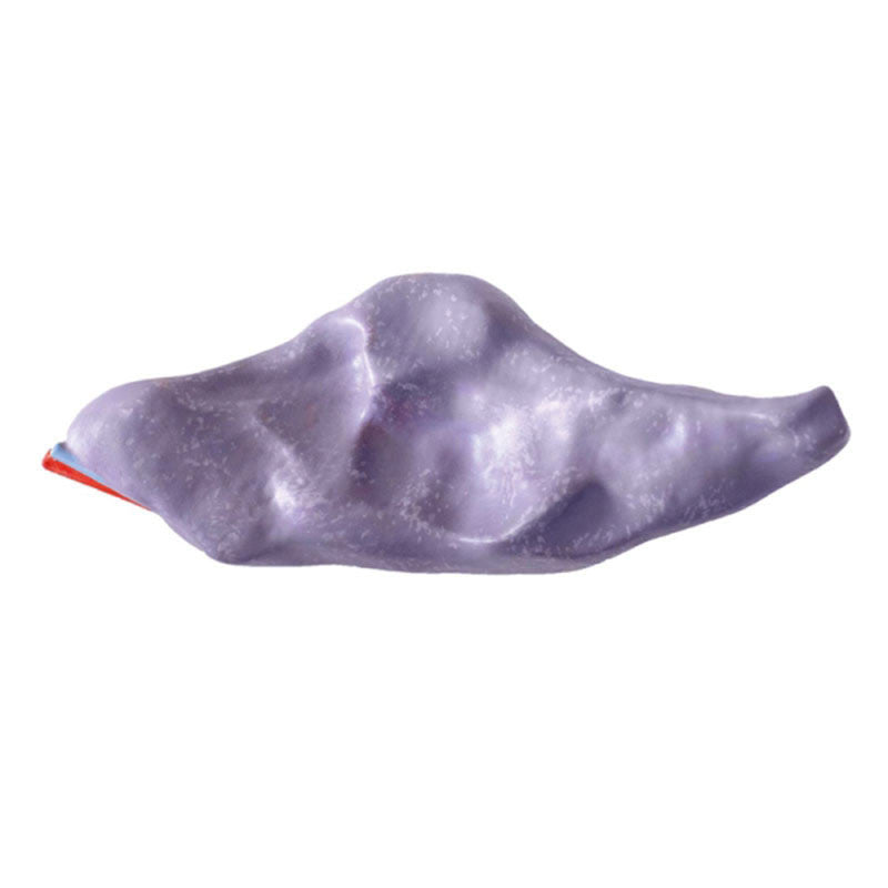 Lateral View Of Demonstration Horse Lung