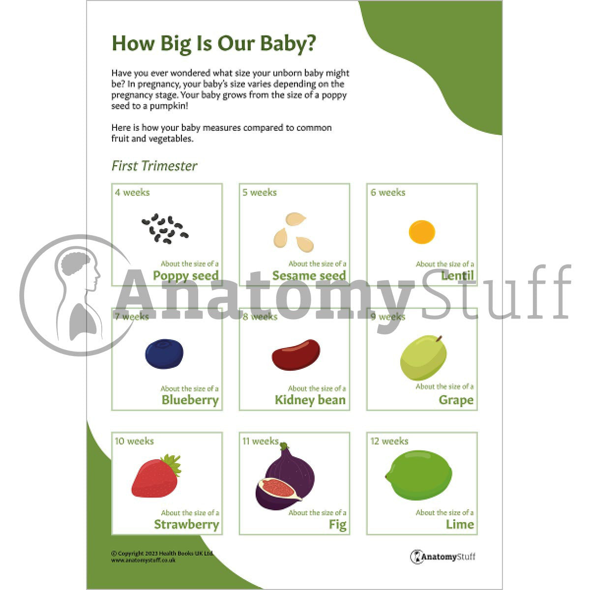 First Trimester Comparison with Fruits and Vegetables