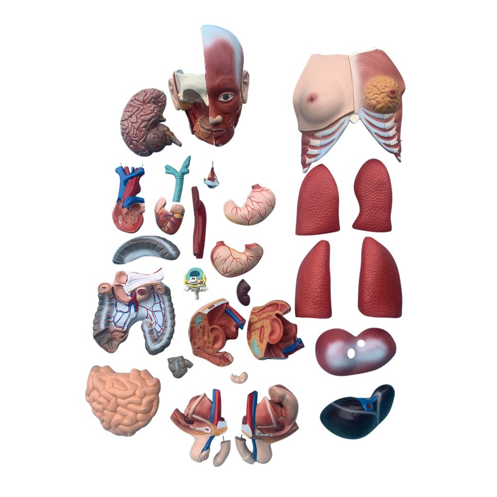 Human Anatomy Parts for Genderless Torso Model