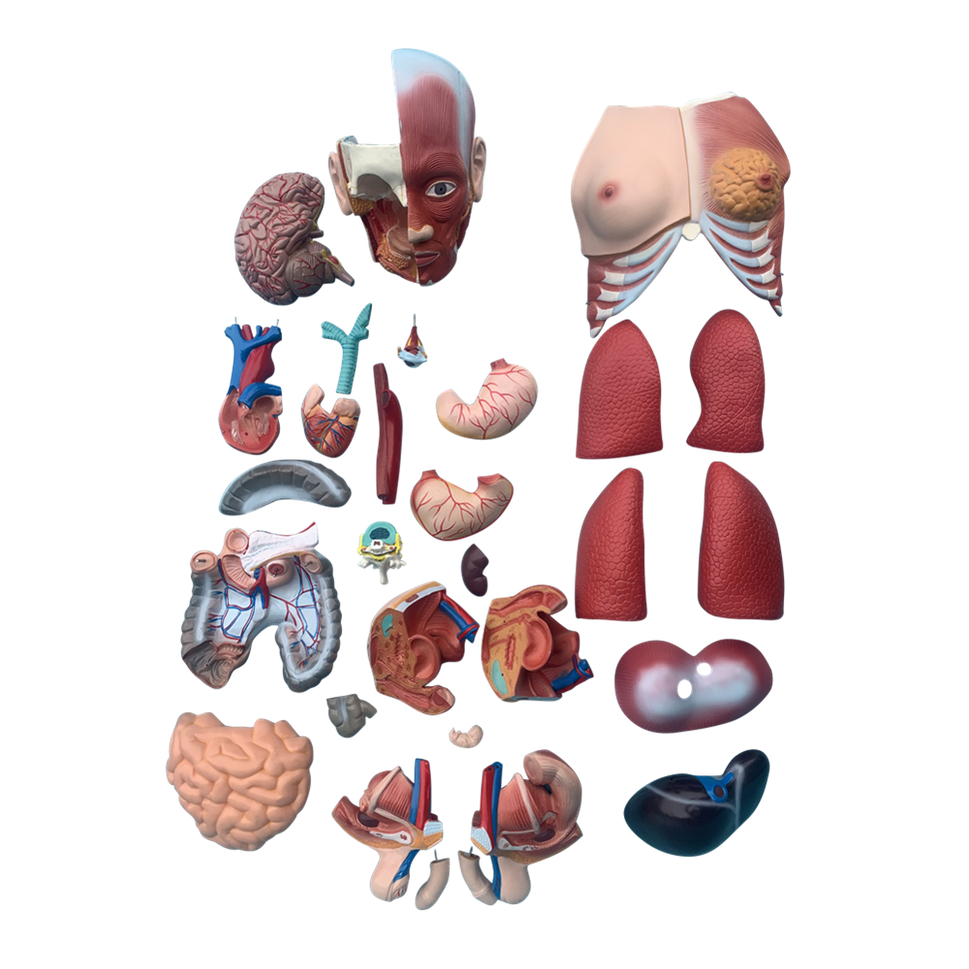 Budget Genderless Torso Model (30 Part)