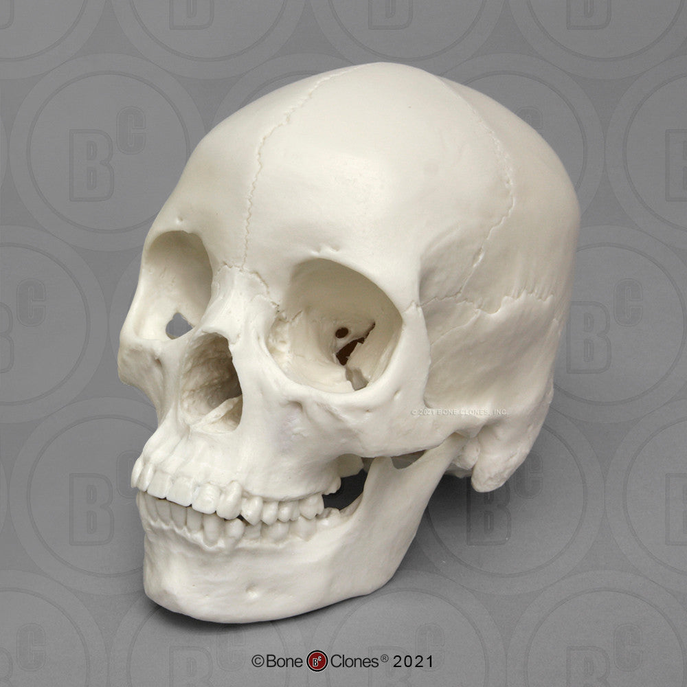 Bone Clones Anthropological Skulls