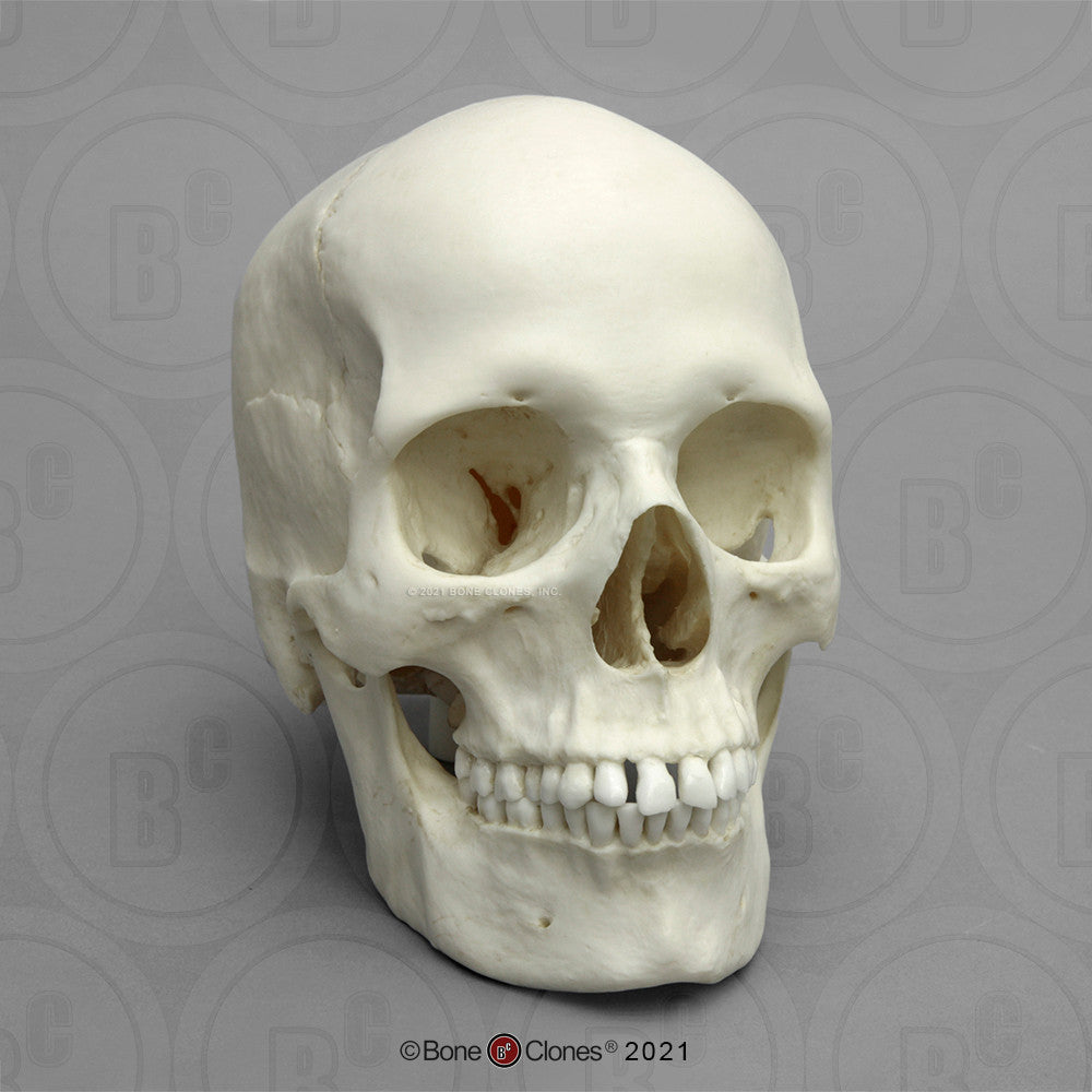 Bone Clones Anthropological Skulls
