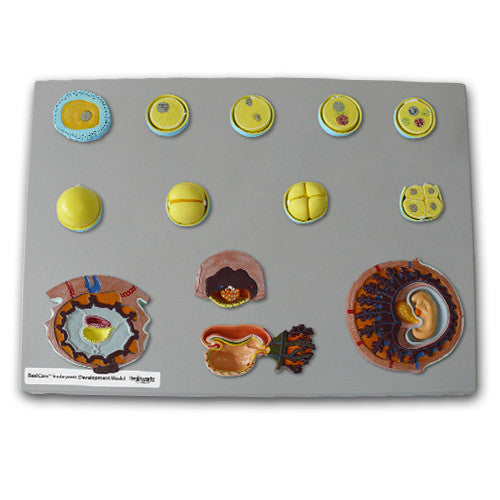 RealCare Human Reproductive Systems Kit