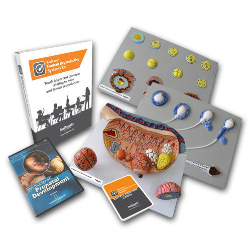 RealCare Human Reproductive Systems Kit