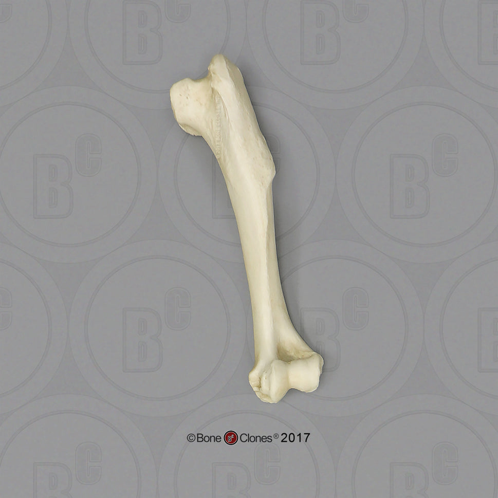 Bone Clones Individual Canine Leg Bones