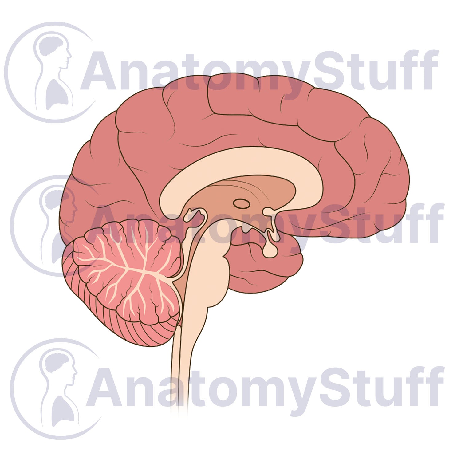 Brain Cross Section Illustration