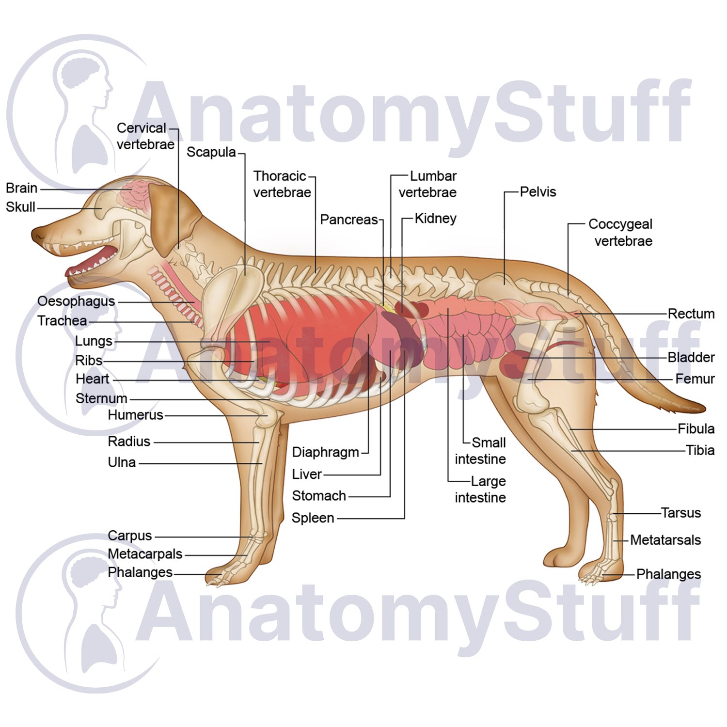 Canine Internal Organs Illustration