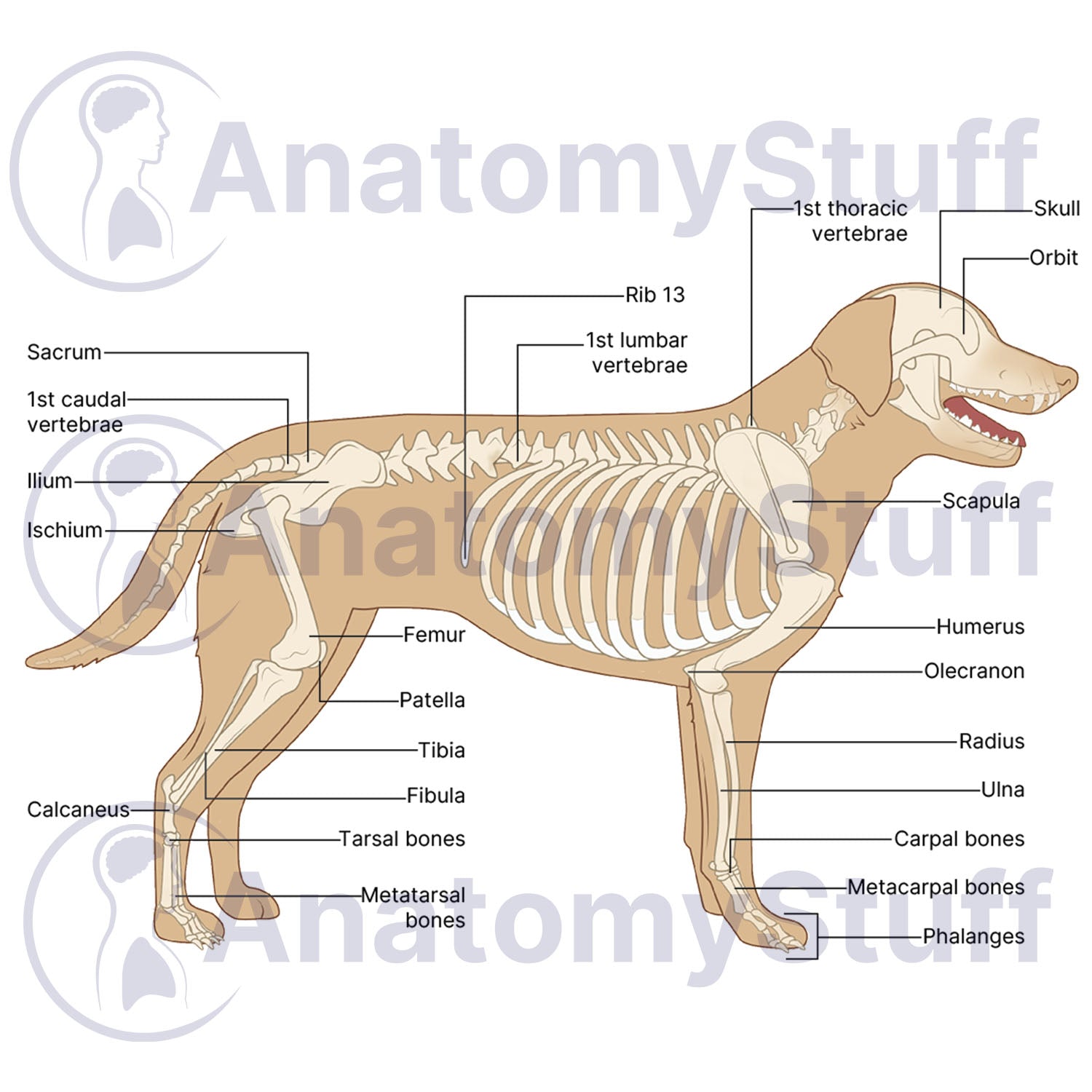 Canine Skeleton Illustration