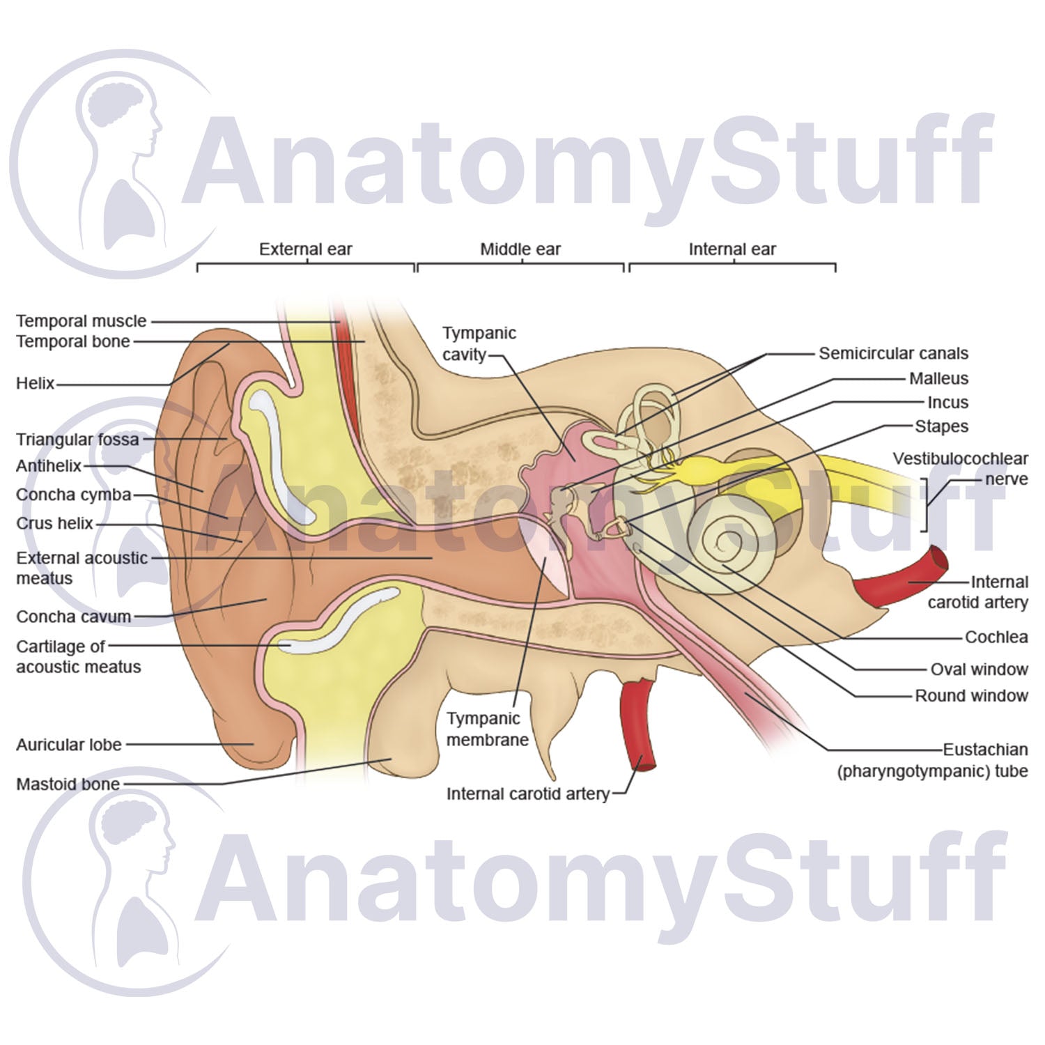 Internal Ear Illustration