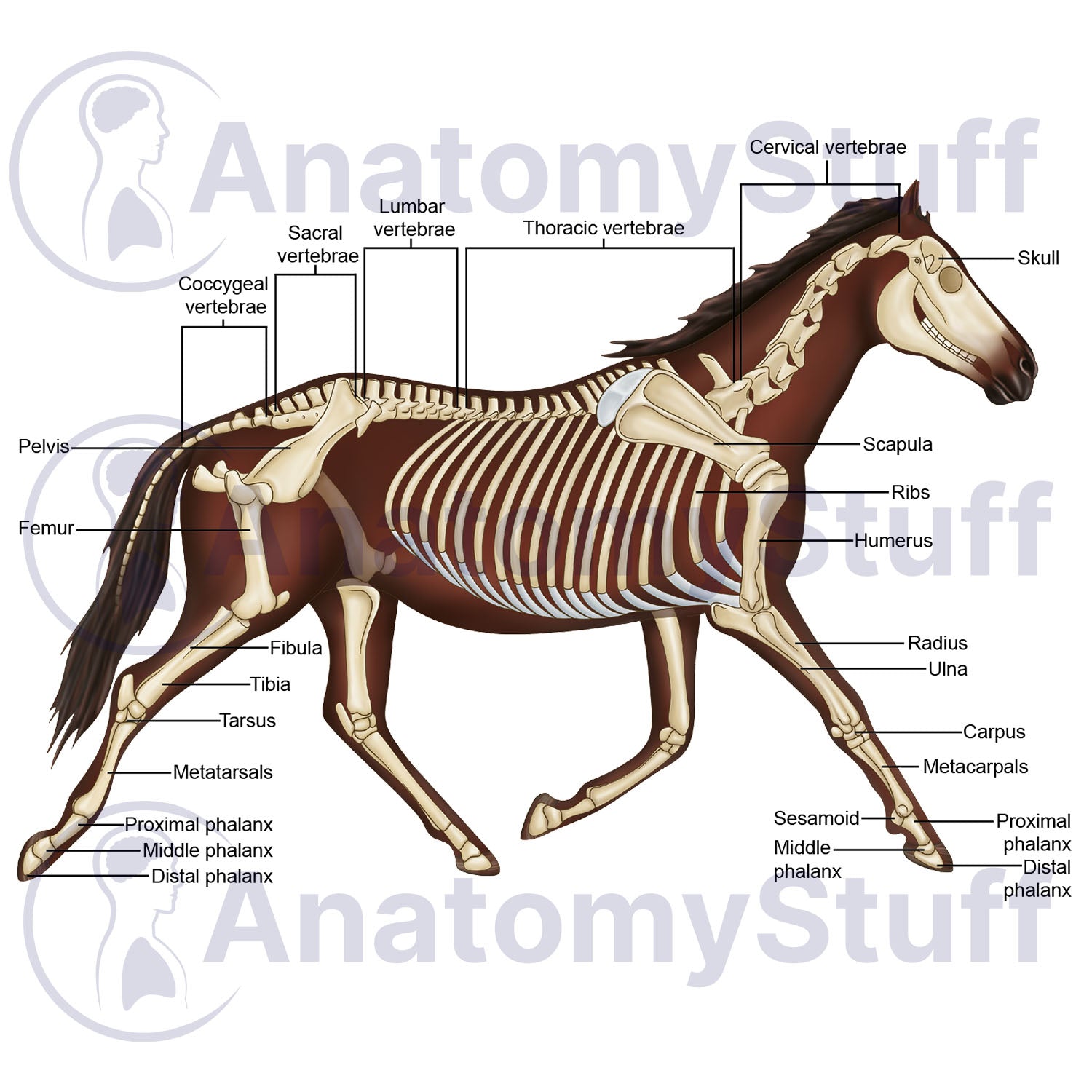 Equine Skeleton Illustration
