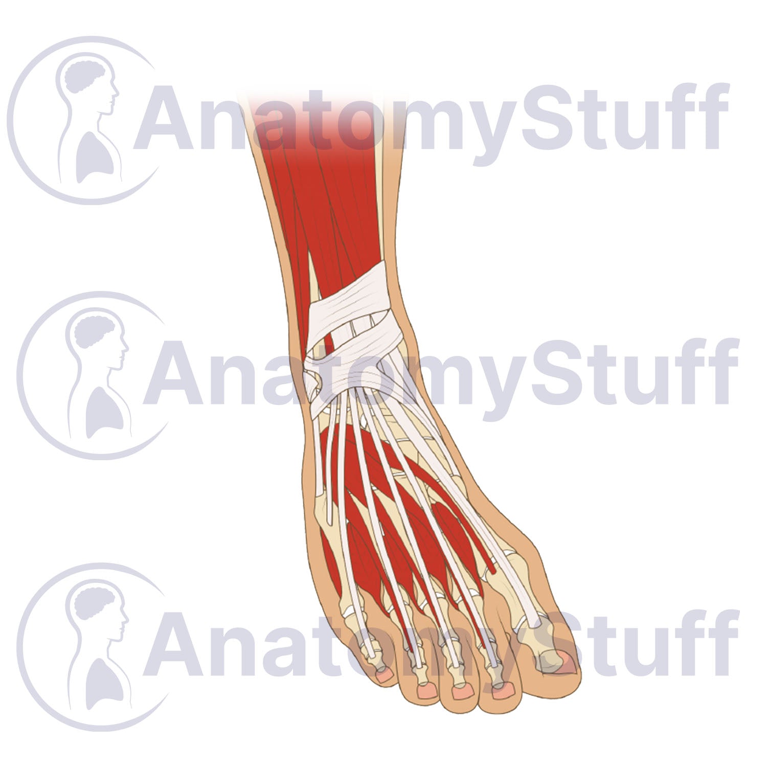 Foot and Ankle Illustration