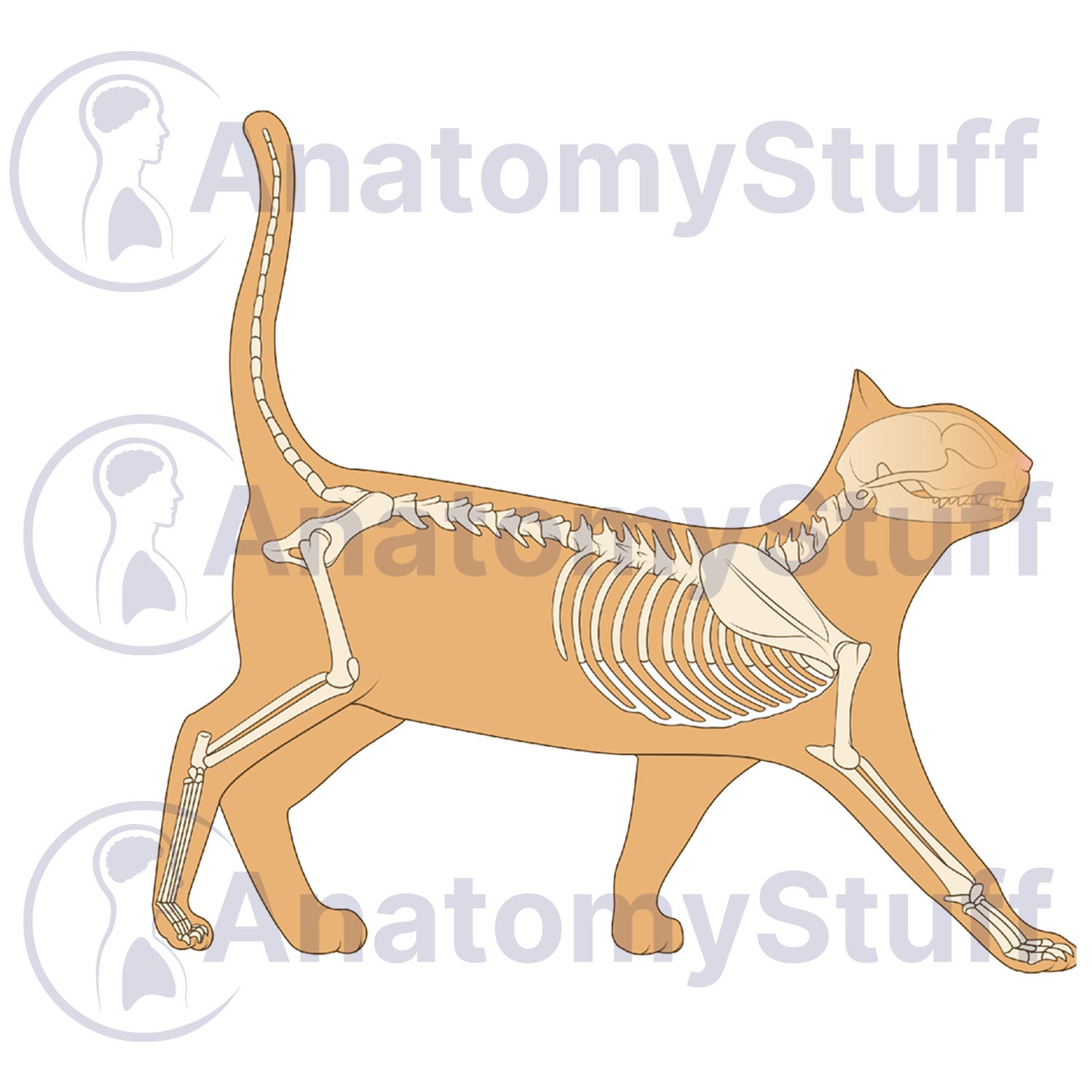 Feline Skeleton Illustration