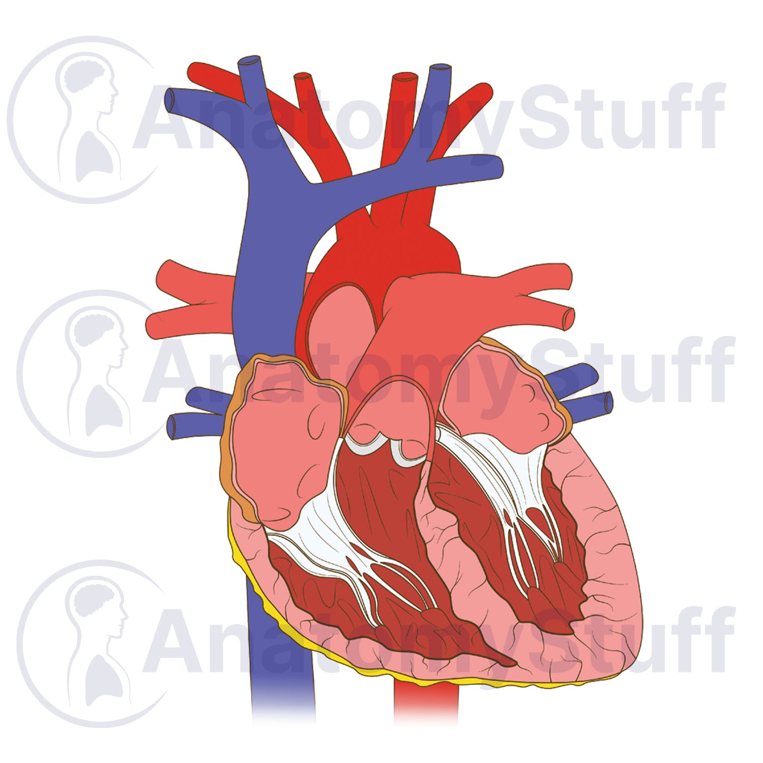 Heart Cross Section Illustration