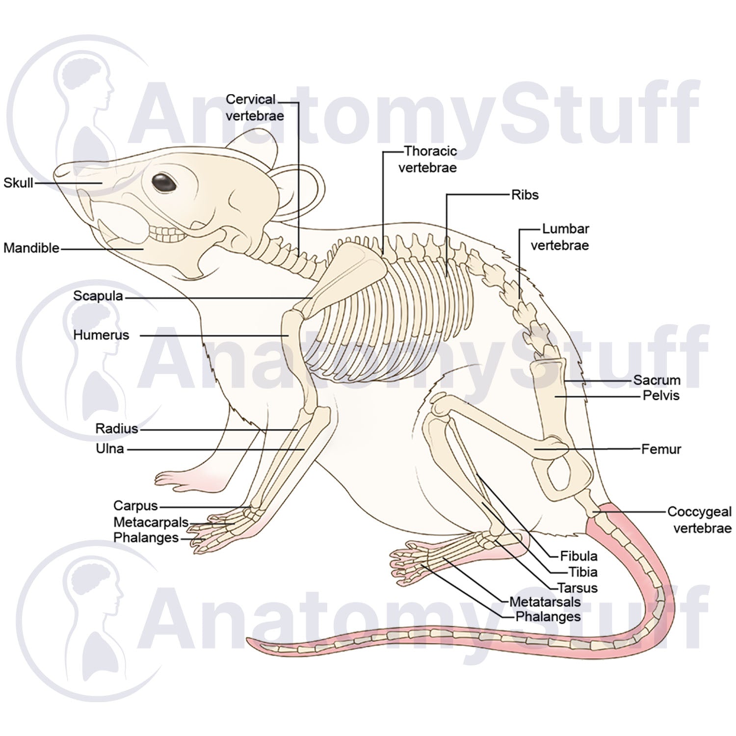 Mouse Skeleton Illustration