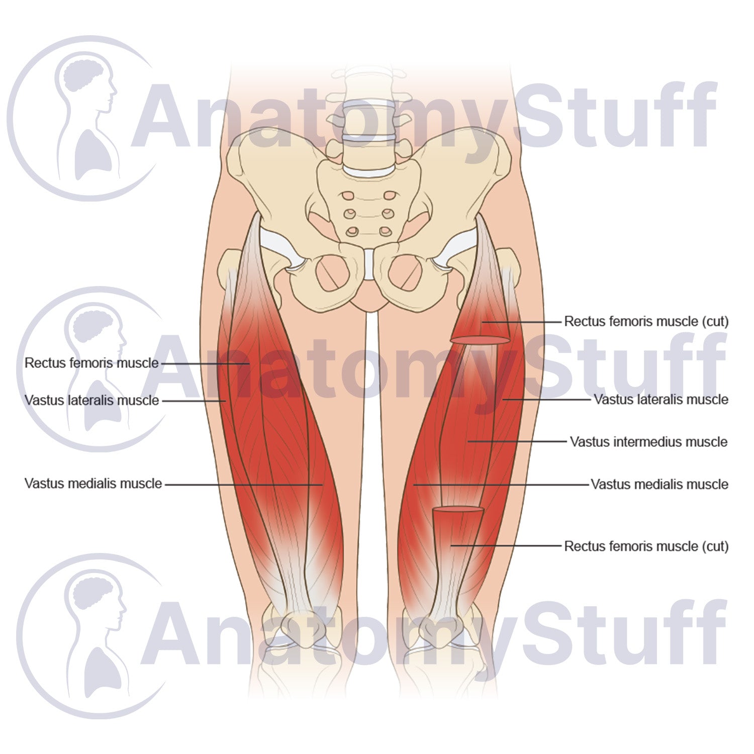 Quadriceps Muscles Illustration