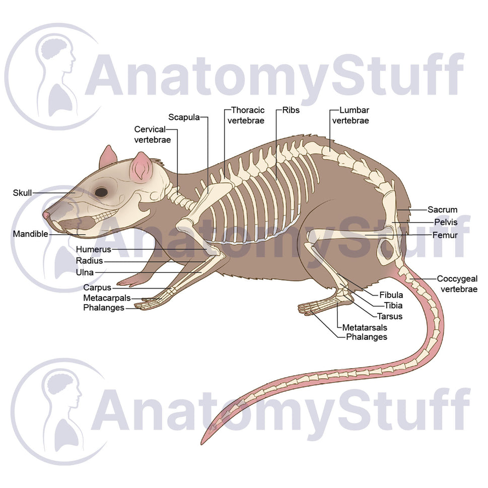 Rat Skeleton Illustration