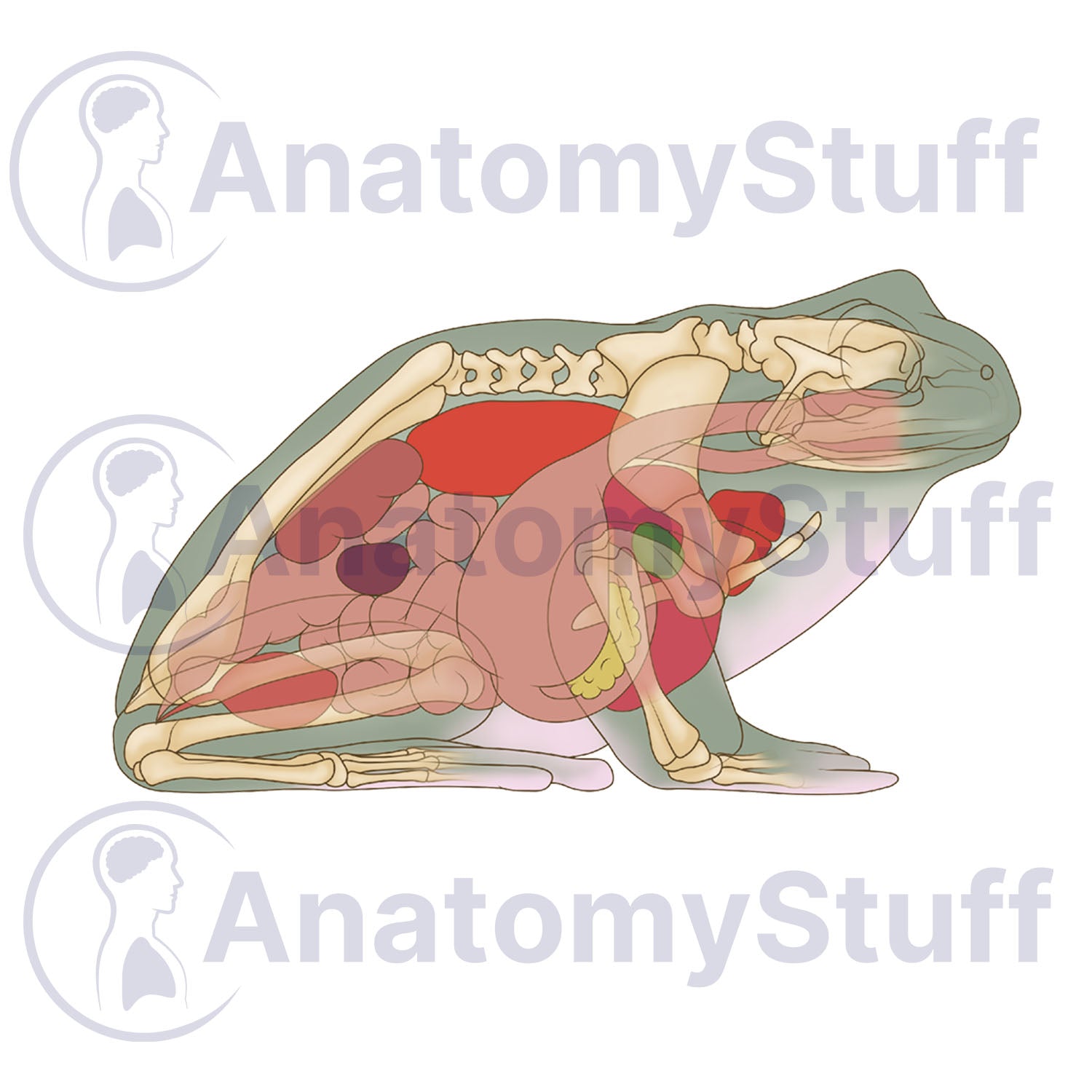 Tree Frog Internal Organs Illustration