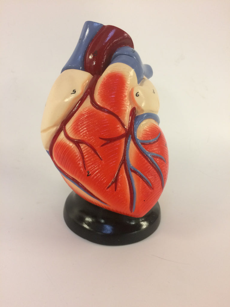 Heart Model (Life Size, 2 part)