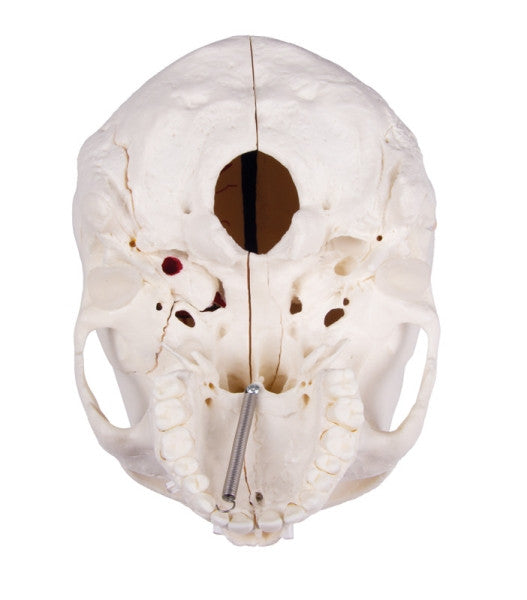 Magnetic Demonstration Skull Model (14 Part)