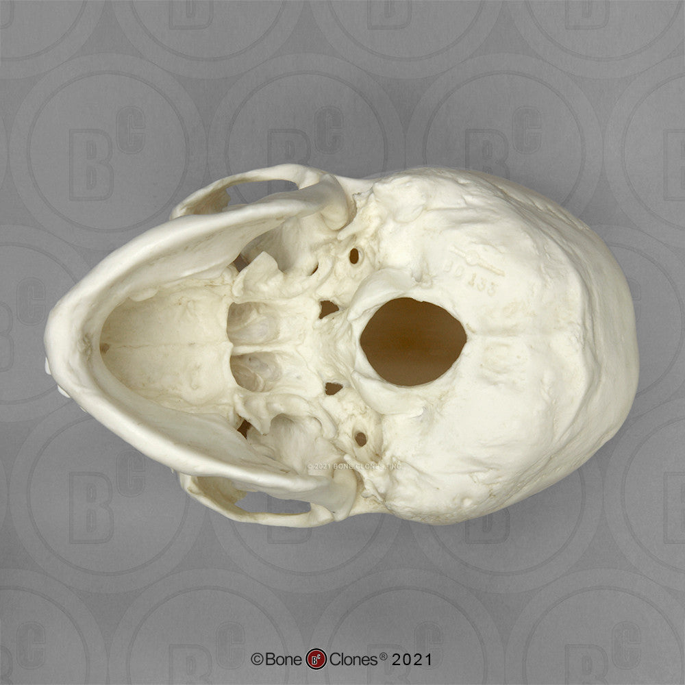 Bone Clones Anthropological Skulls