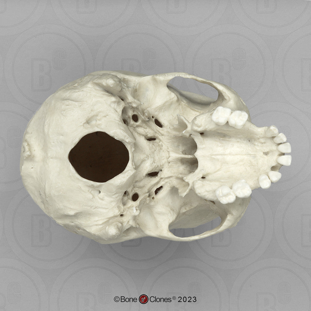 Bone Clones Forensic Trauma Skulls