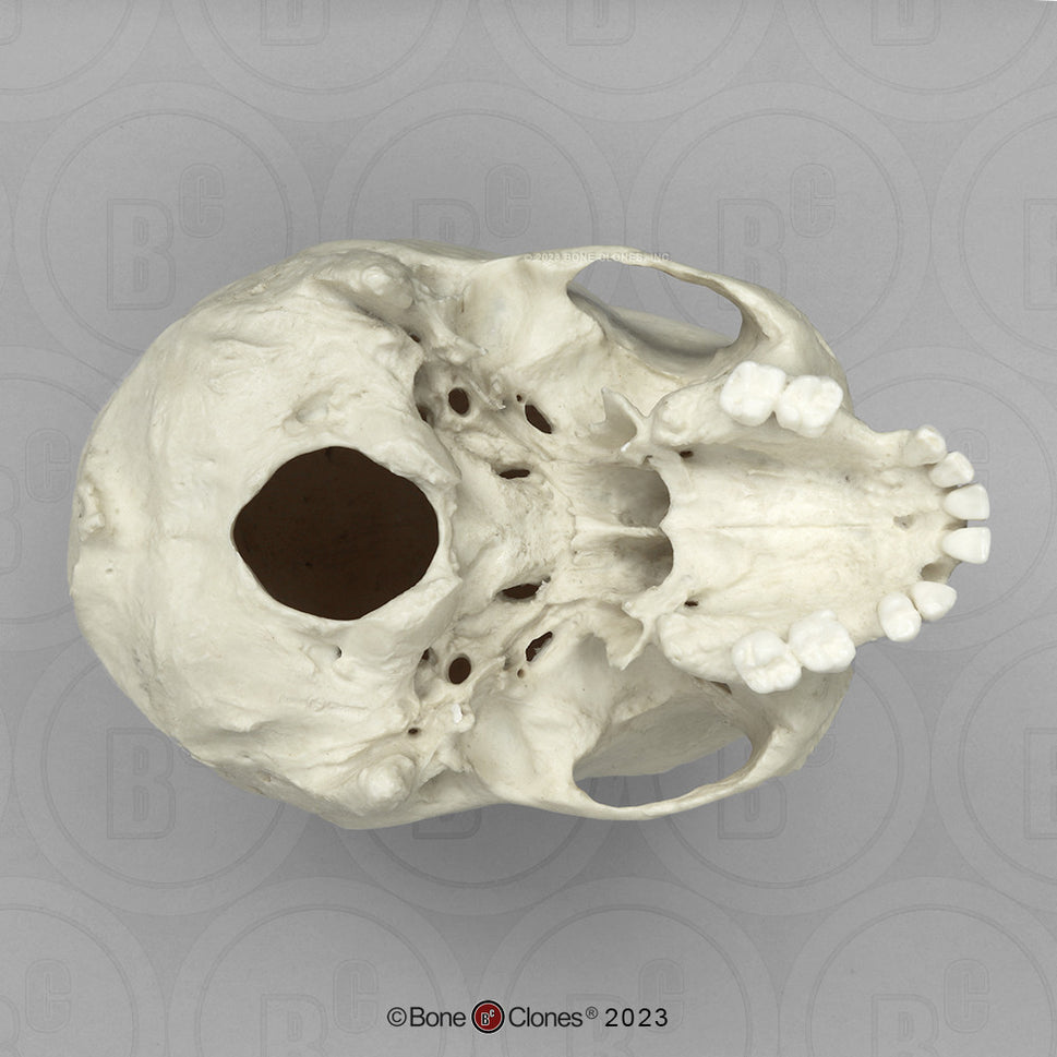 Bone Clones Forensic Trauma Skulls
