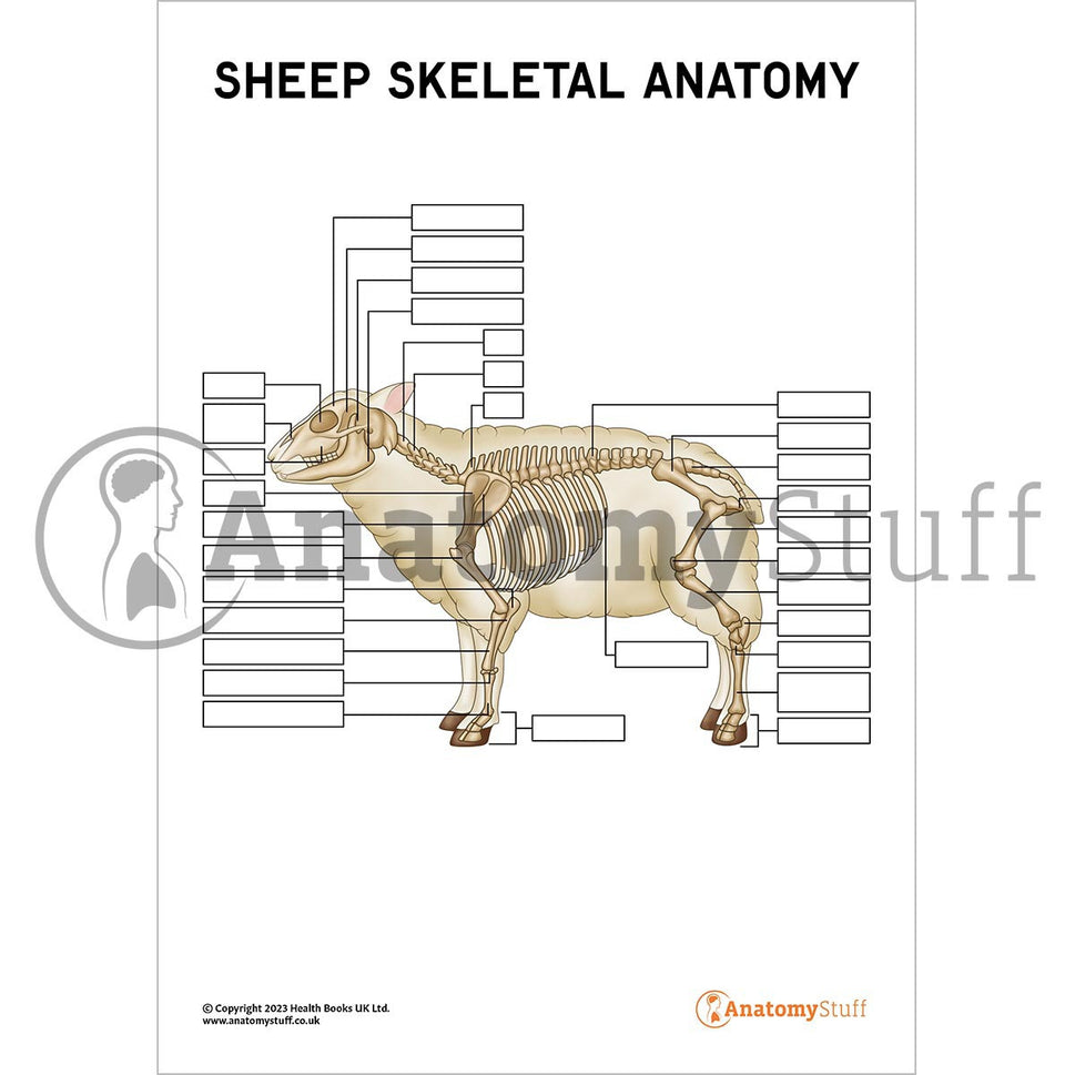 Sheep Skeletal Anatomy  Poster / Worksheet (Interactive & Printable PDF)