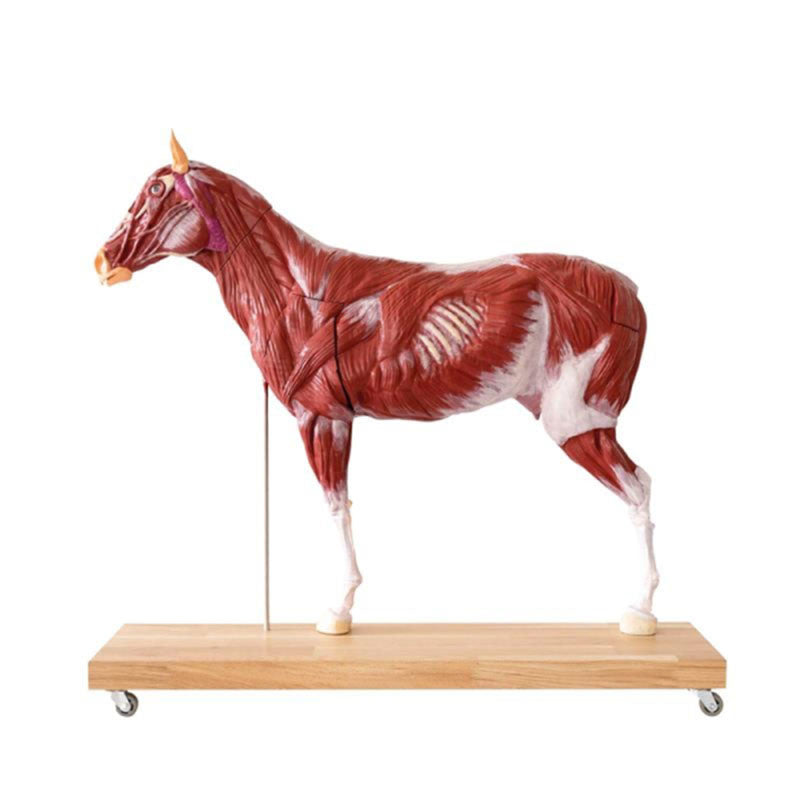 Horse Model (Mare, 16 parts, 1/3 life size)