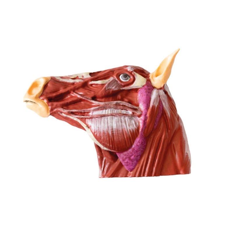 Internal Anatomy Horse Head Model