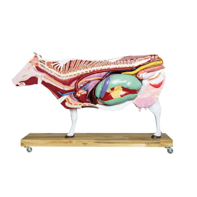 Bovine Model (15 parts, 1/3 life size)