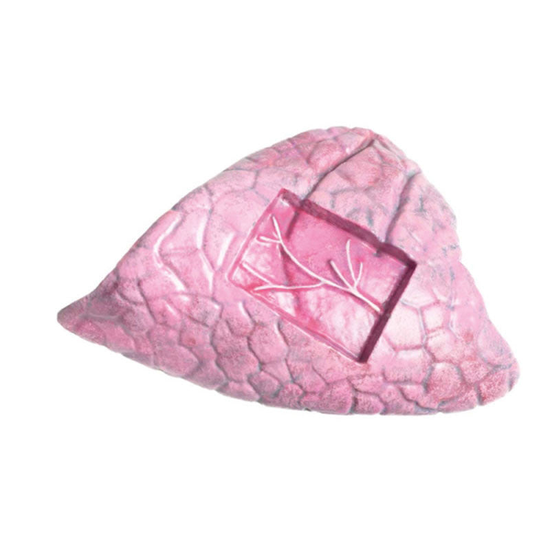 Bovine Model (15 parts, 1/3 life size)