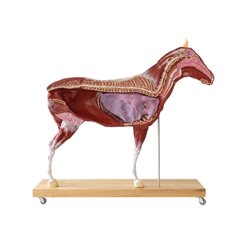 Horse Model (Mare, 16 parts, 1/3 life size)