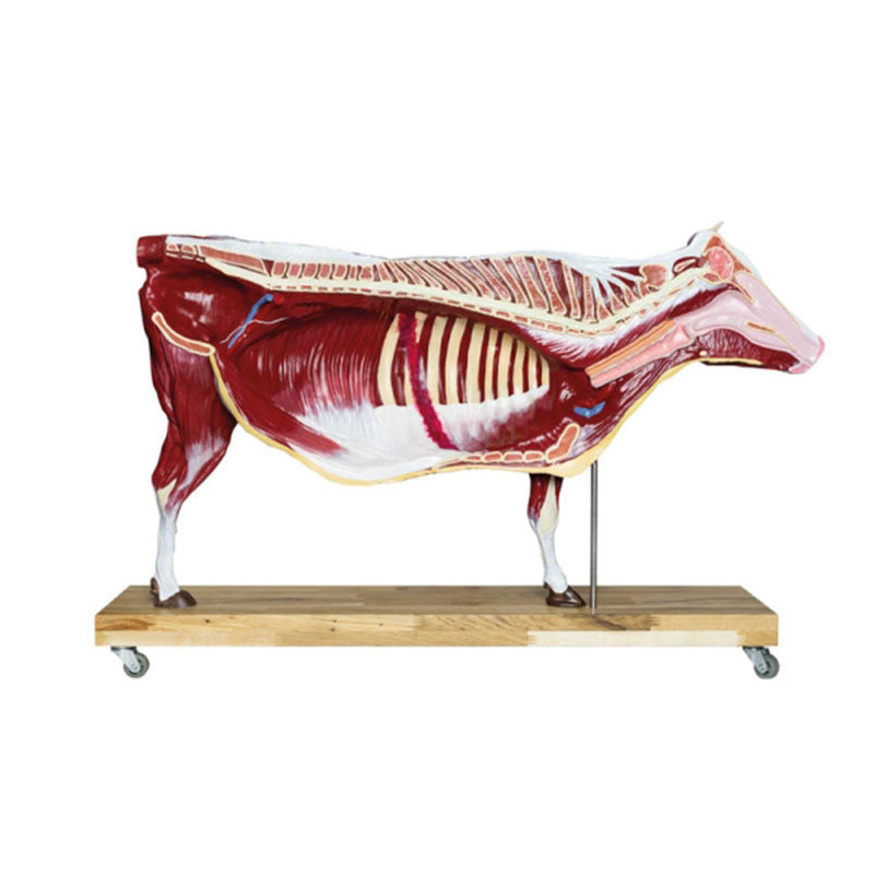 Bovine Model (15 parts, 1/3 life size)