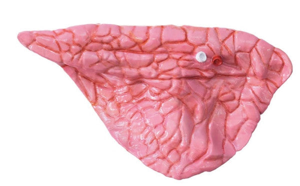 Sheep Model Internal Organ