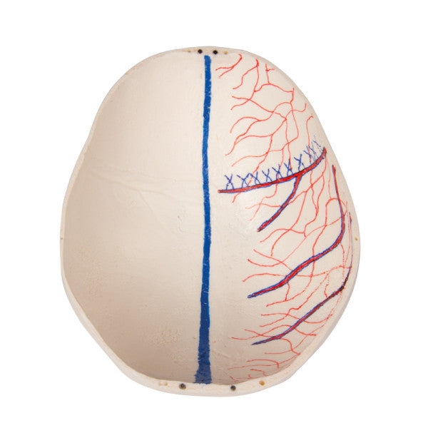 Child Demonstration Skull Model (14 Part)