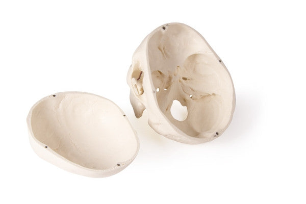 Skull Model for Dentistry and Oral Surgery Training (5 Parts)