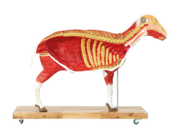Sheep Model (12 parts, 2/3 life size)