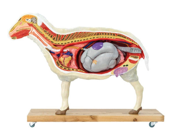Sheep Model (12 parts, 2/3 life size)
