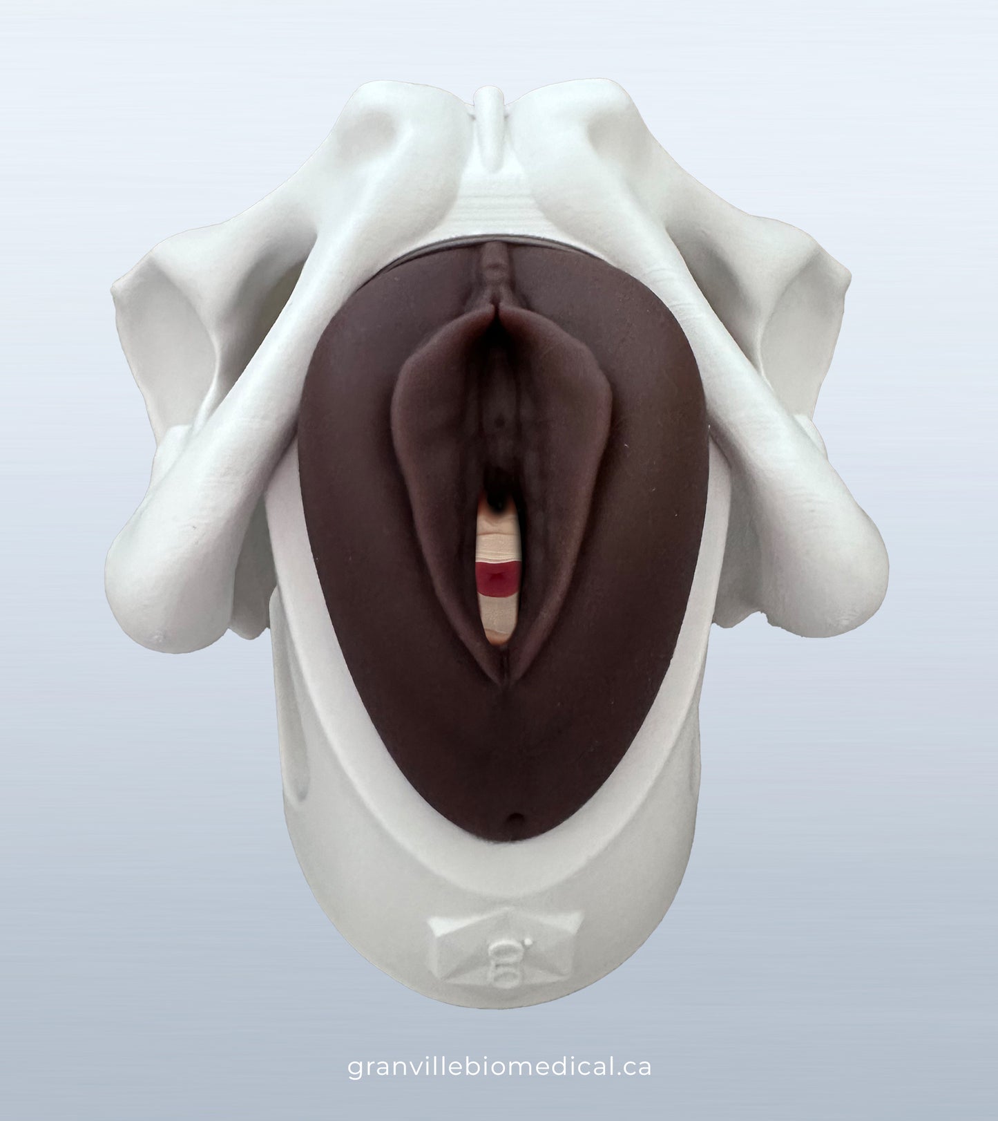 Iris Pessary and Device Demonstration Model