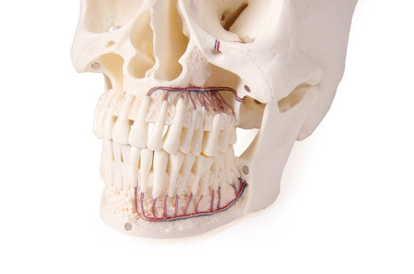 Skull Model for Dentistry and Oral Surgery Training (5 Parts)