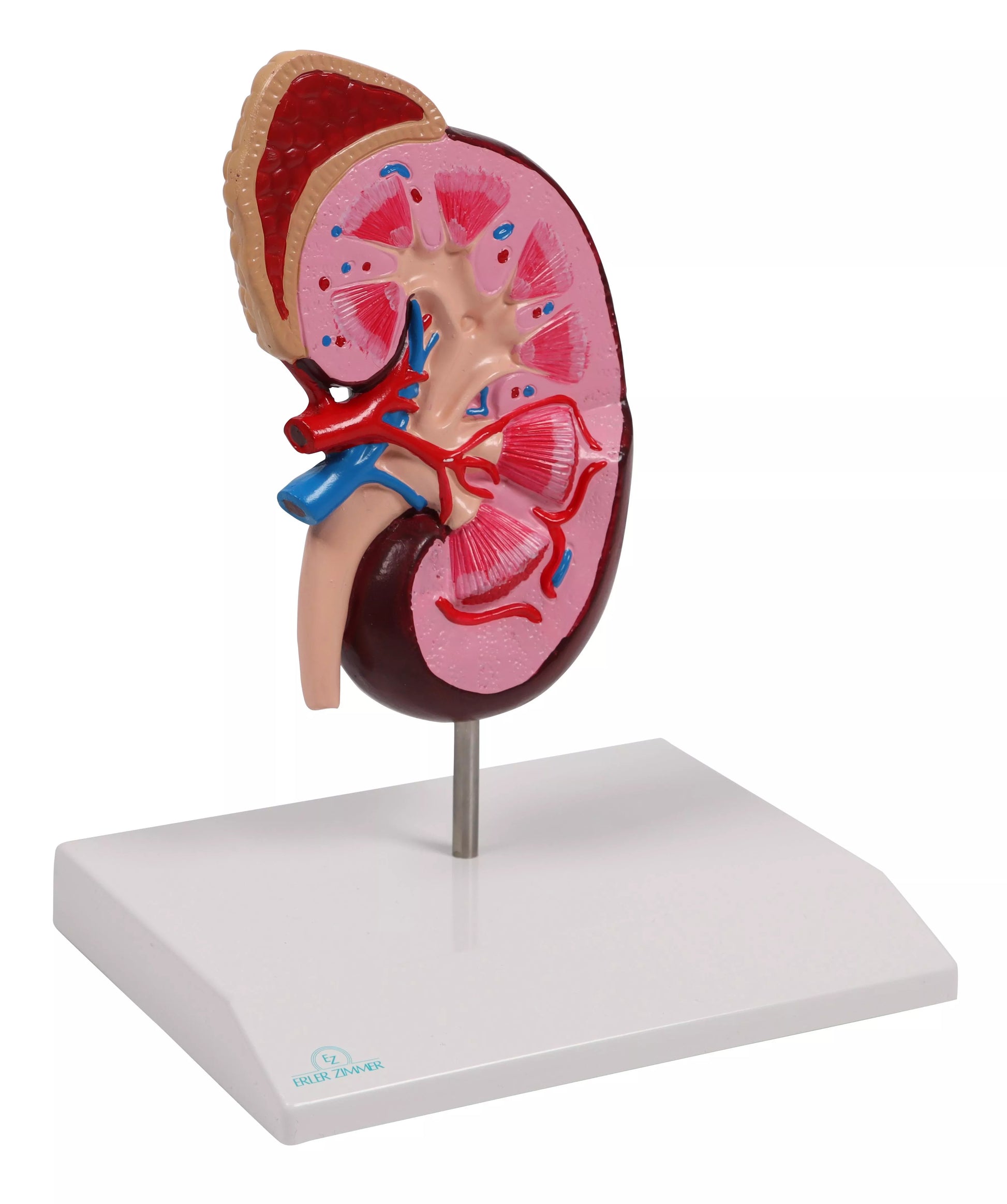 Kidney Model (2 times life size, with Augmented Anatomy App)