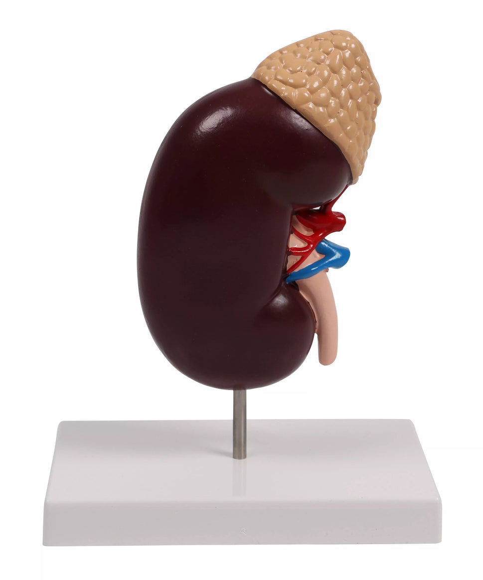 Kidney Model (2 times life size, with Augmented Anatomy App)