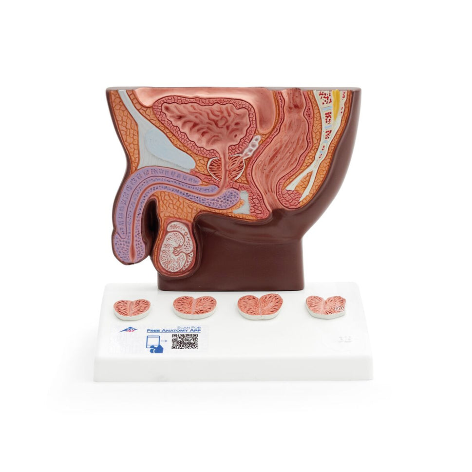 Prostate Anatomical Model