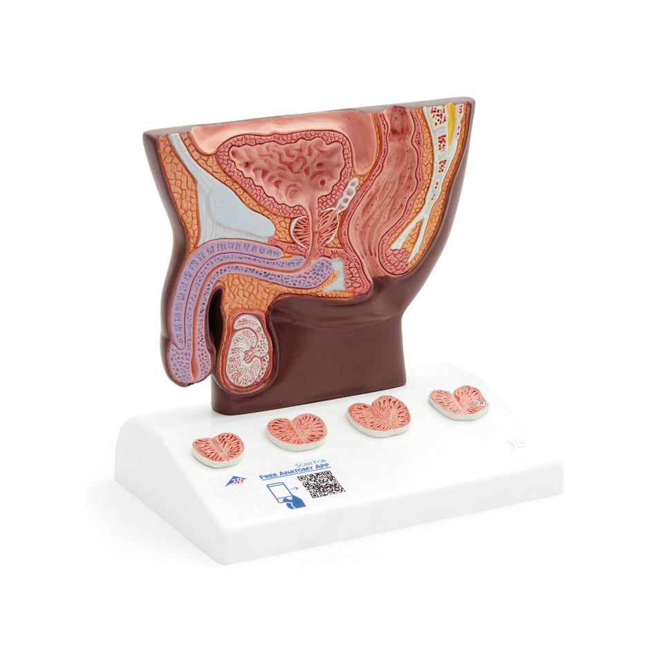 Prostate Anatomical Model
