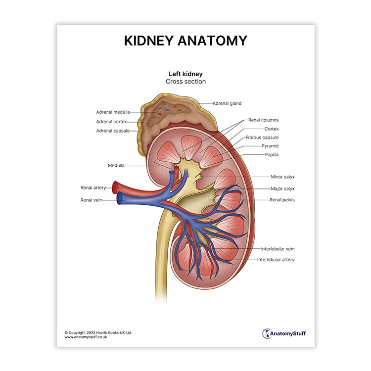 Kidney Anatomy Print (Small 20 x 25 cm)